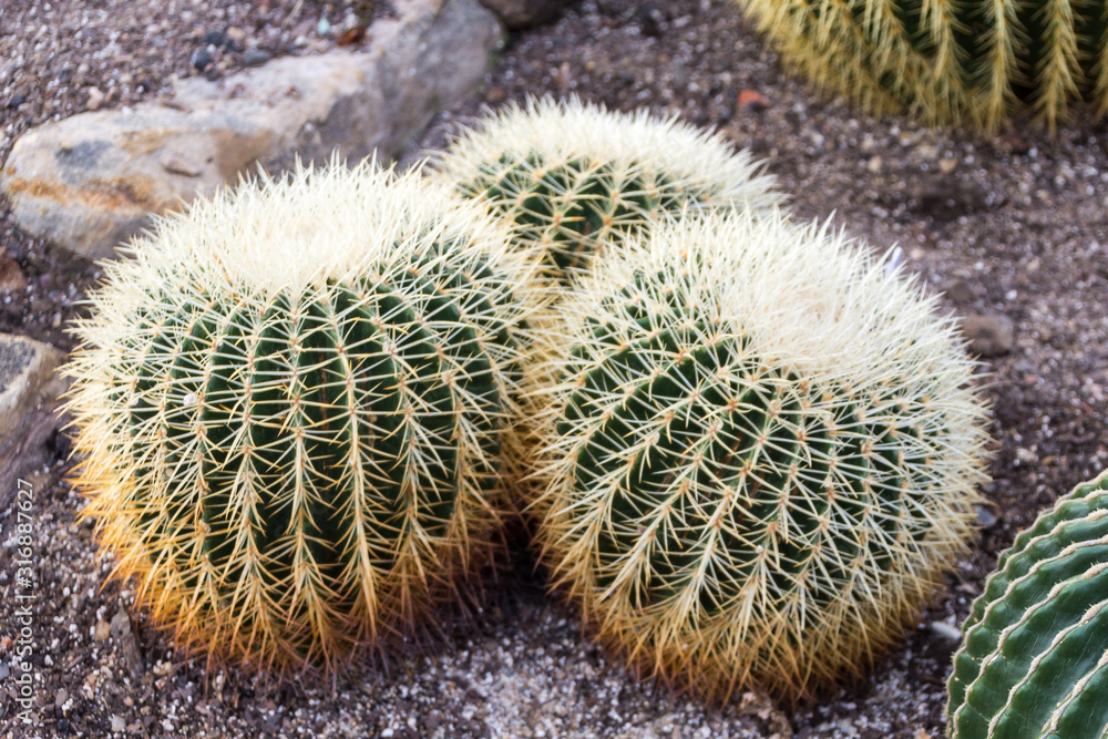 Echinocactus grusonii also known as a golden barrel cactus, golden ball or mother-in-law's cushion endemic to east-central Mexico Echinocactus grusonii also known as a golden barrel cactus, golden ball or mother-in-law's cushion endemic to east-central Mexico