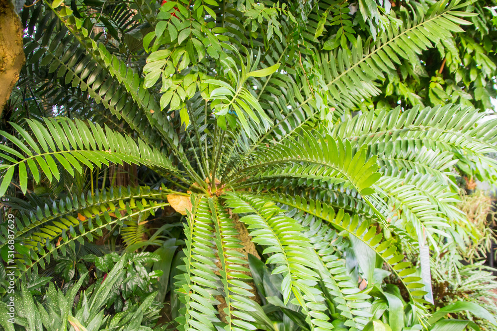 Encephalartos arenarius, endemic to South Africa Encephalartos arenarius, endemic to South Africa