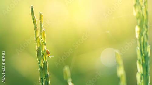 Close up to rice seeds in ear of paddy. on green Background.selective focus