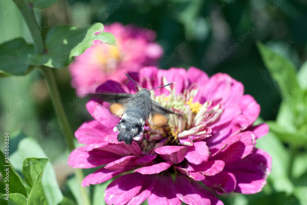 Macro shot of a butterfly on a summer flower