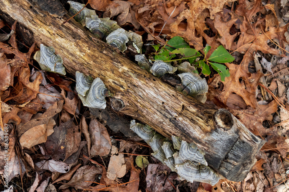 Turkeytail lichen on tree stump in the forest Turkeytail lichen on tree stump in the forest