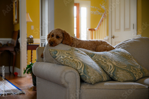 Cute brown goldendoodle laying on couch back
