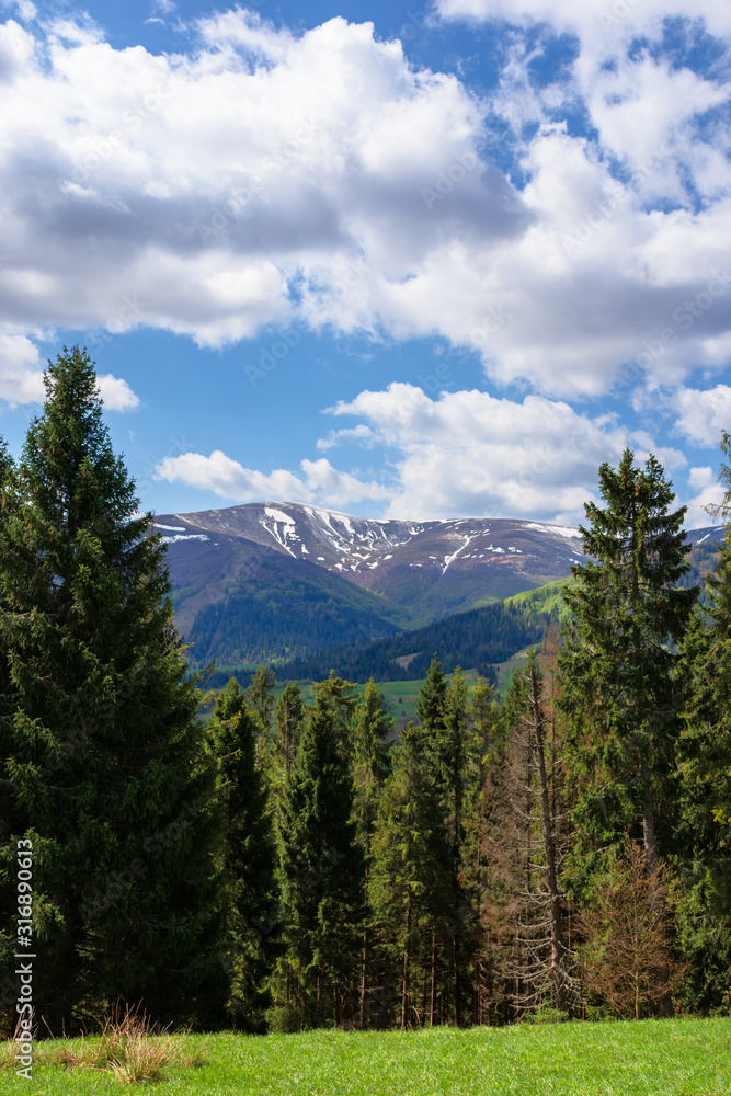 Fototapeta premium mountain landscape in spring. fir forest on the green grassy meadow. ridge with snow capped tops in the distance. wonderful sunny weather with fluffy clouds on the blue sky