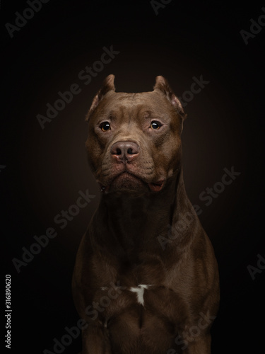 Pit Bull Terrier dog on a dark background. Portrait of a pet in the studio. Serious animal
