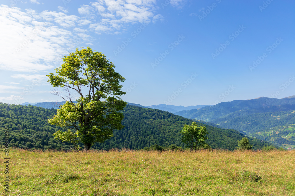 Obraz premium tree on the meadow in mountain scenery. beautiful summer landscape on a sunny day. wonderful weather at high noon with clouds on the blue sky