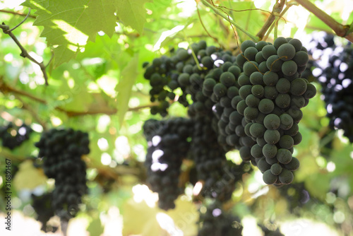 Grapes and grapevine at a vineyard in Brazil