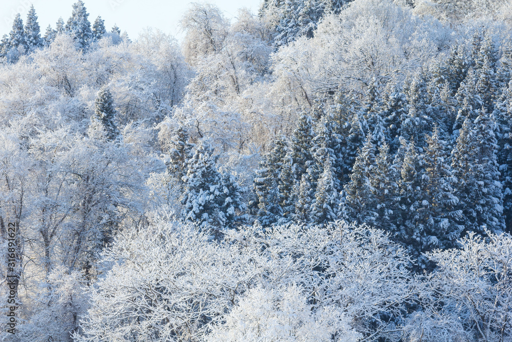 秋田県の雪景色 冬の朝 山と森林 秋田県の雪景色 冬の朝 山と森林