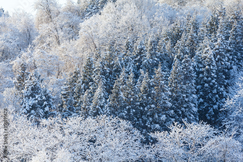 秋田県の雪景色　冬の朝　山と森林 © amosfal