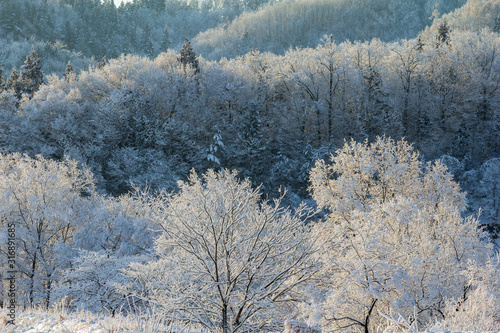 秋田県の雪景色 冬の朝 山と森林