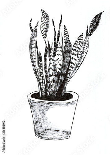 Sansevieria trifasciata hand drawn illustration,art design