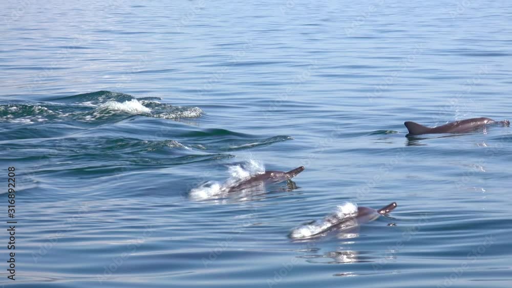 Family of Spinner Dolphins swimming on Sri Lanka. Amazing animals with