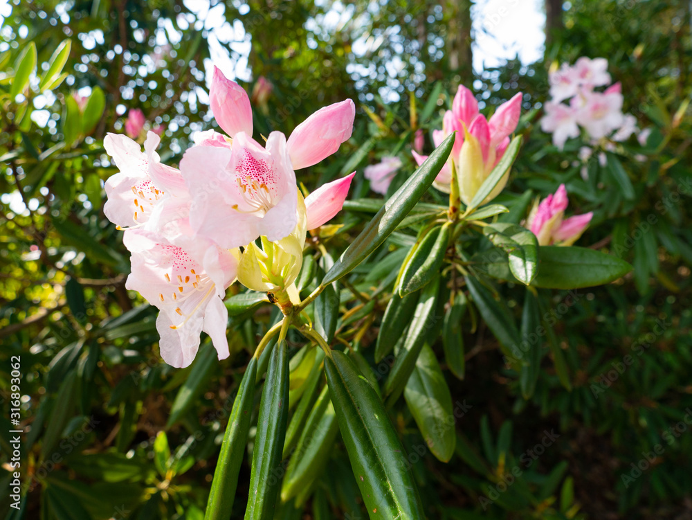Flowers of rhododendron are start to bloom in Saga prefecture, JAPAN. Flowers of rhododendron are start to bloom in Saga prefecture, JAPAN.