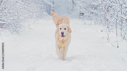 White dogs of the Golden Retriever breed in the winter fairy-tale forest.Day. The snow is falling. They run and play and look like white wolves. Sometimes they are joined by a Dachshund.