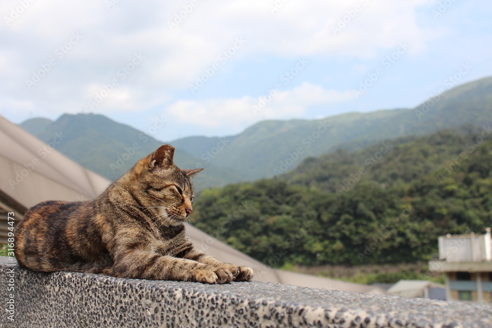 Fototapeta premium cat on rock