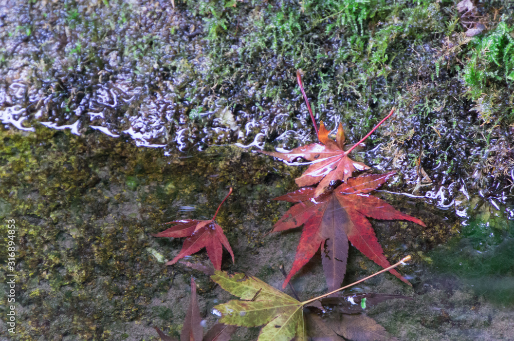 Autumn leaves floating on the water surface, Yamashina-ku, Kyoto. Autumn leaves floating on the water surface, Yamashina-ku, Kyoto.