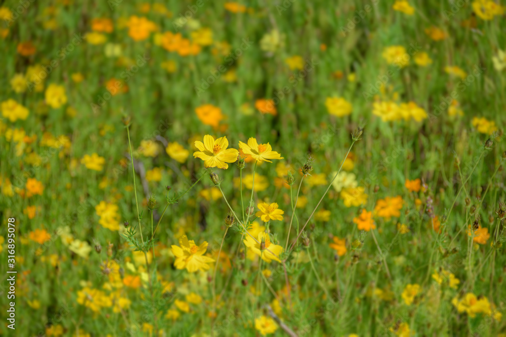 Cosmos flower on field