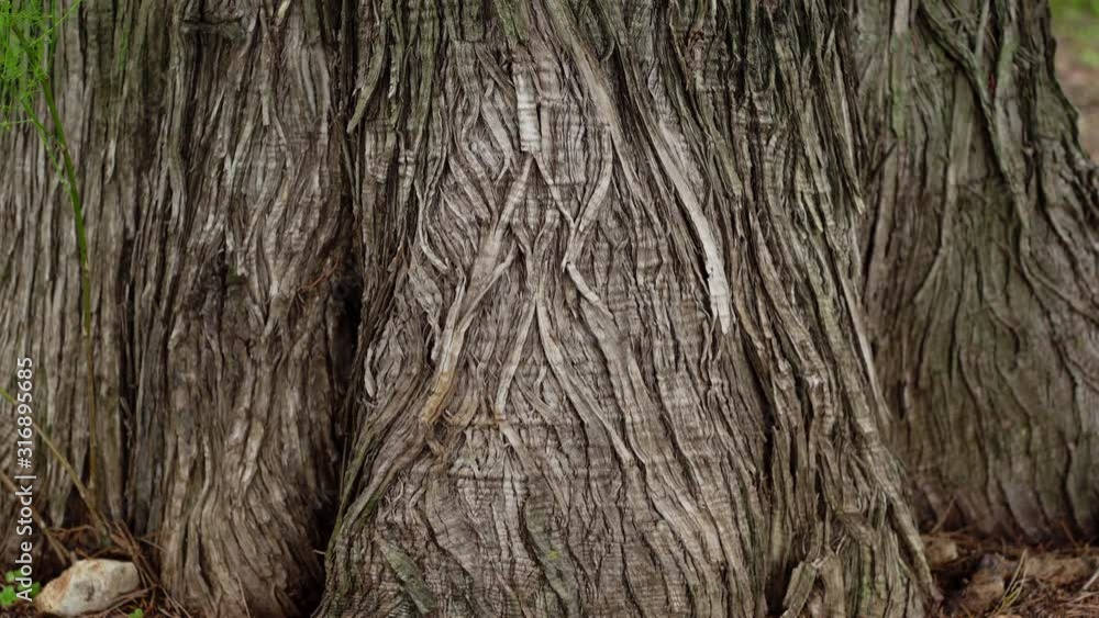 Detalhe belo tronco de árvore