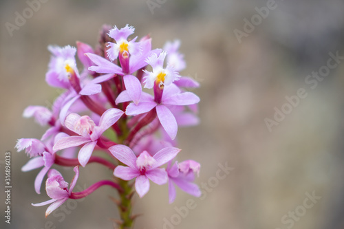 flor morada 