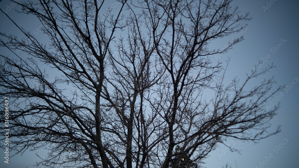 Tree With Barren Branches Sticking Out in the Dusk Sky Cold Weather