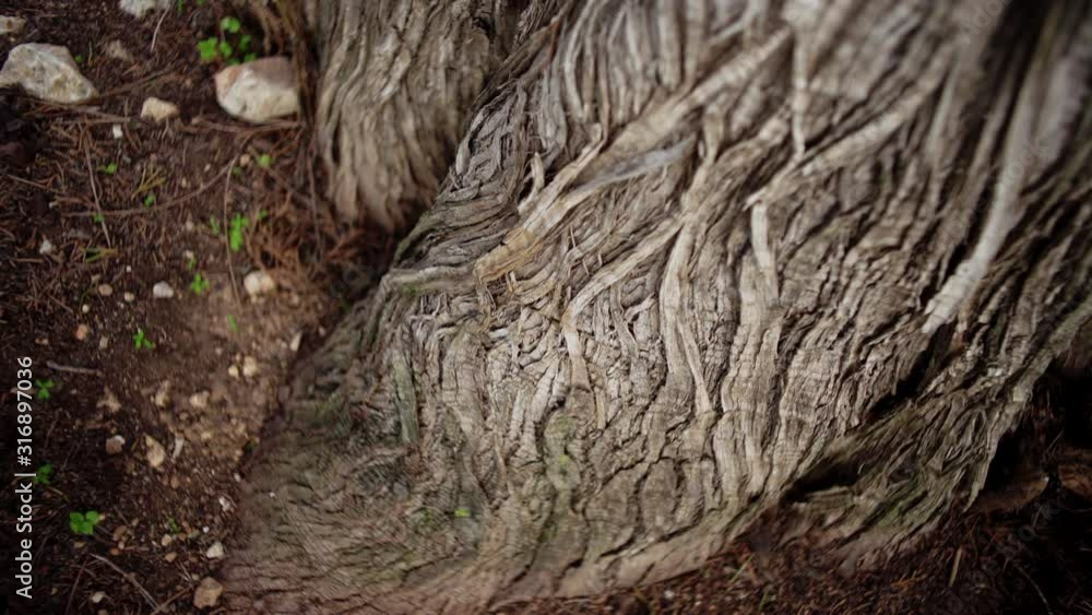 Detalhe belo tronco de árvore
