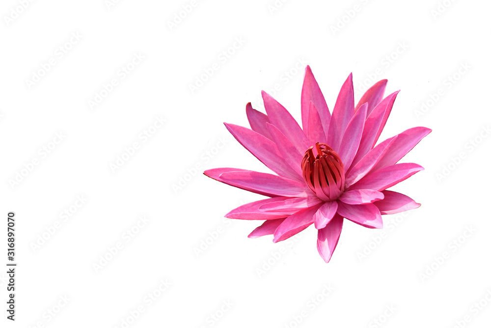 The pink lotus flower is isolated from the white background.