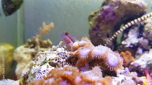 Tail Spot Blenny - (Ecsenius stigmatura)  photo