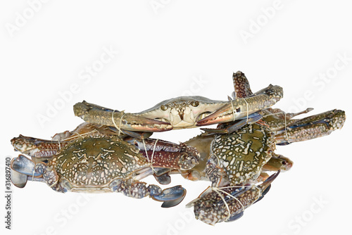 Many blue crabs separate from the white background