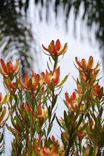 Close-up selective focus view of a Leucadendron Safari Sunset Conebush plant photo