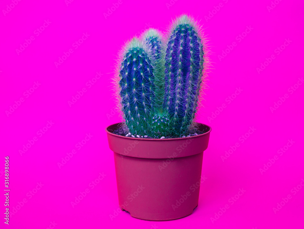 Cactus in a pot. Pink color. Cactus in a pot. Pink color.