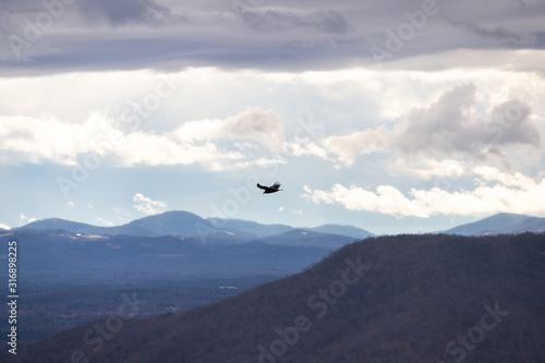 Hawk Flying over Stone Mountain, North Carolina