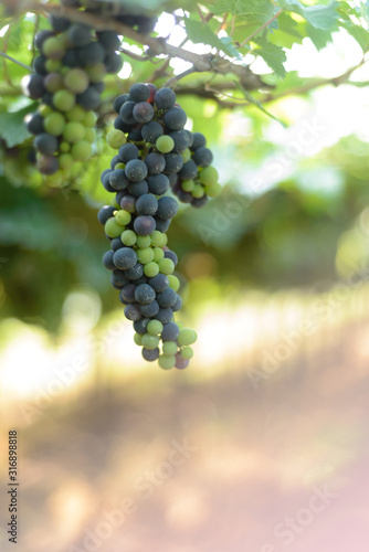 Wallpaper Mural Grapes and grapevine at a vineyard in Brazil Torontodigital.ca