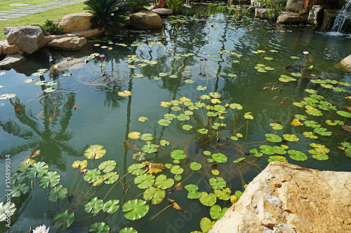 Arrangement and setting of green natural pond with colorful KOI fish and lotus tree