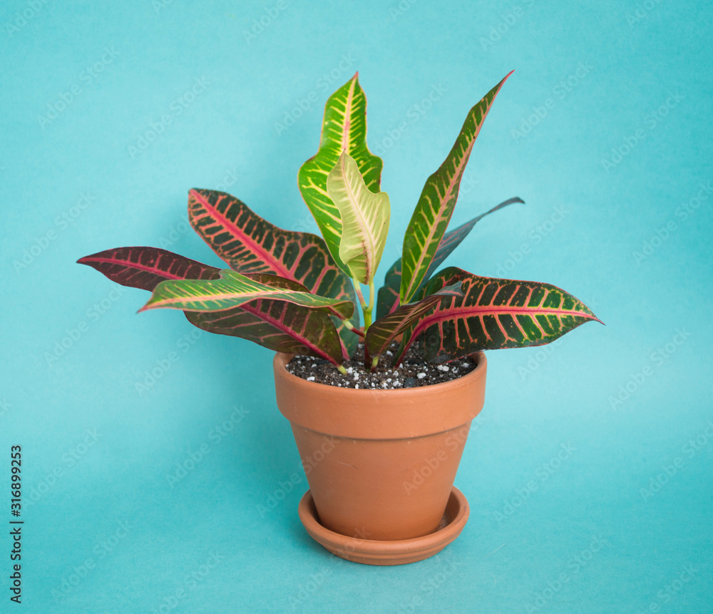 Fototapeta premium Succulent in a pot.