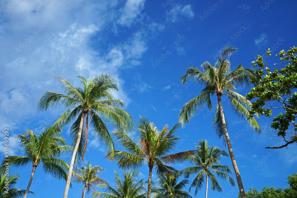 Green palm trees park with cloudy blue sky