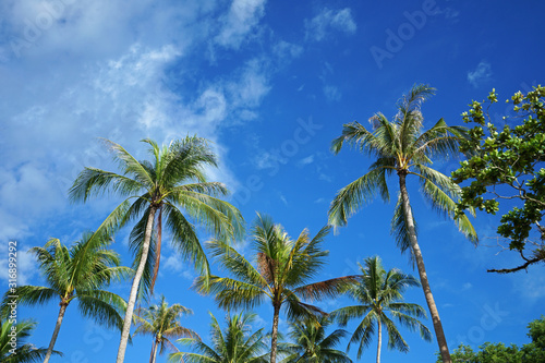 Green palm trees park with cloudy blue sky