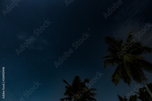 Night sky photography with stars and trees in the foreground