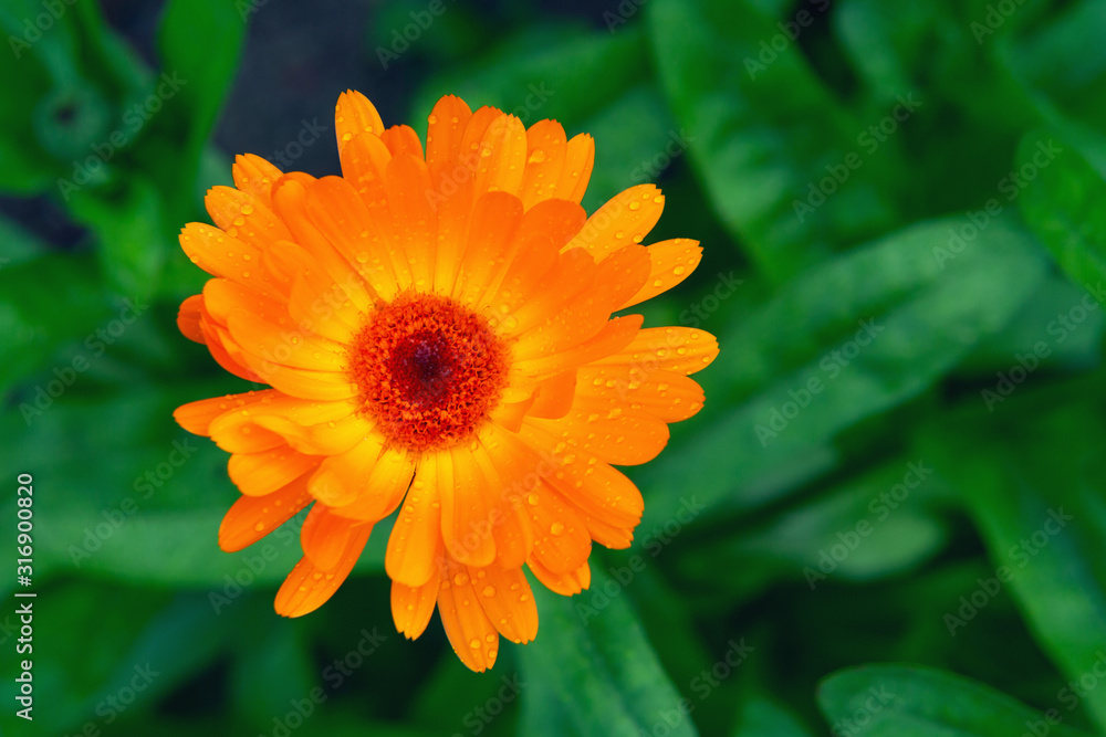 Wet orange calendula flower on a flowerbed in a summer garden after rain close-up Wet orange calendula flower on a flowerbed in a summer garden after rain close-up