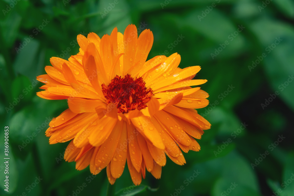 Wet orange calendula flower on a flowerbed in a summer garden after rain close-up Wet orange calendula flower on a flowerbed in a summer garden after rain close-up