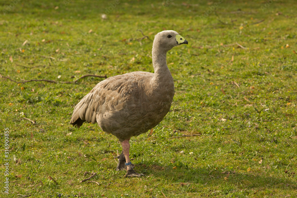 Cape Barren goose (Cereopsis novaehollandiae). Cape Barren goose (Cereopsis novaehollandiae).