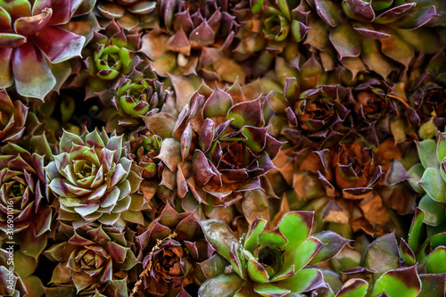 Detail of Succulent Petals Background Image