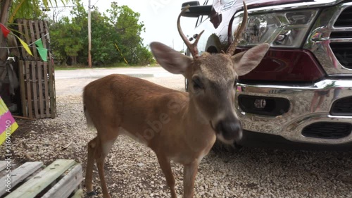 Wild Florida Key Deer close to the car and shop, USA