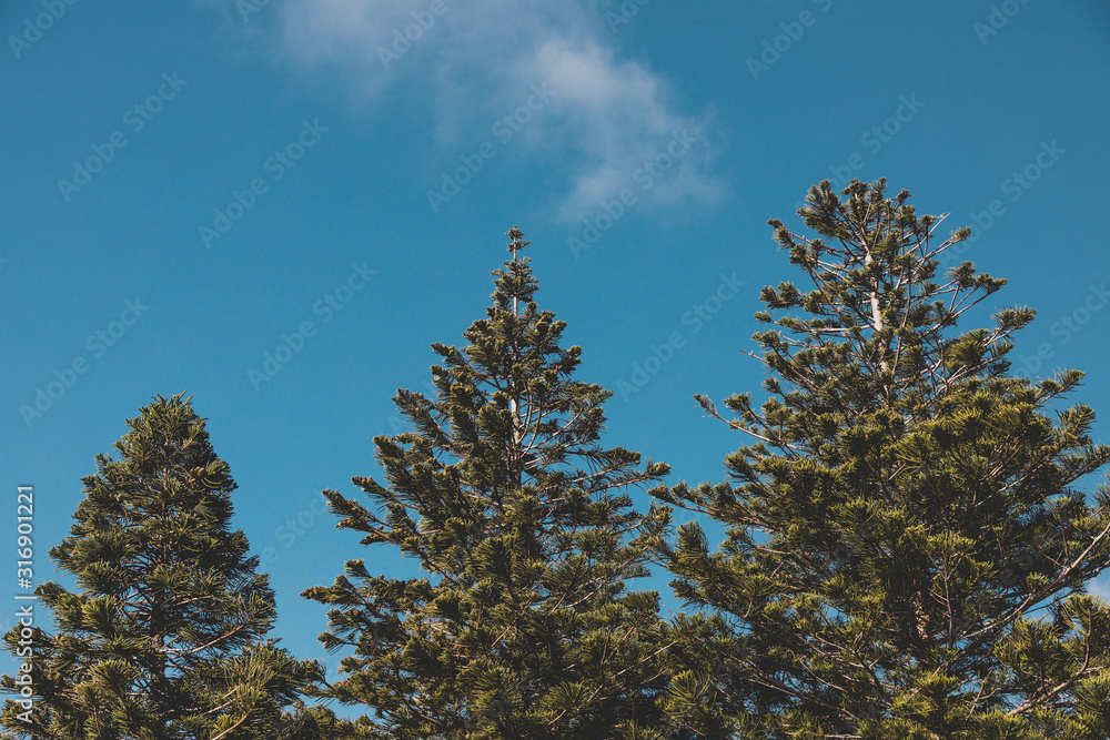 Norfolk Island pine trees shot in Western Australia in summer