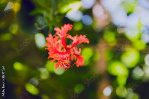 red curly hibiscus also known as hibisco crespo with greenery and sunshine around it