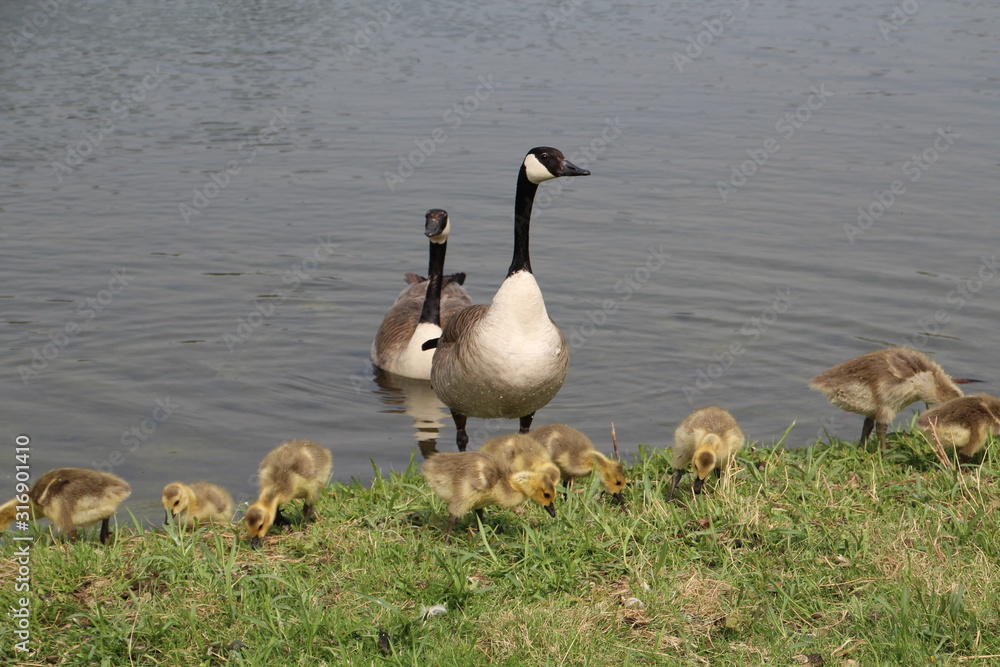 Family Of Geese On Land, William Hawrelak Park, Edmonton, Alberta Family Of Geese On Land, William Hawrelak Park, Edmonton, Alberta