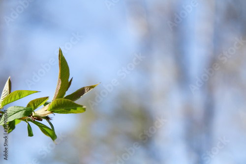Opening leaves on a tree branch in a spring forest