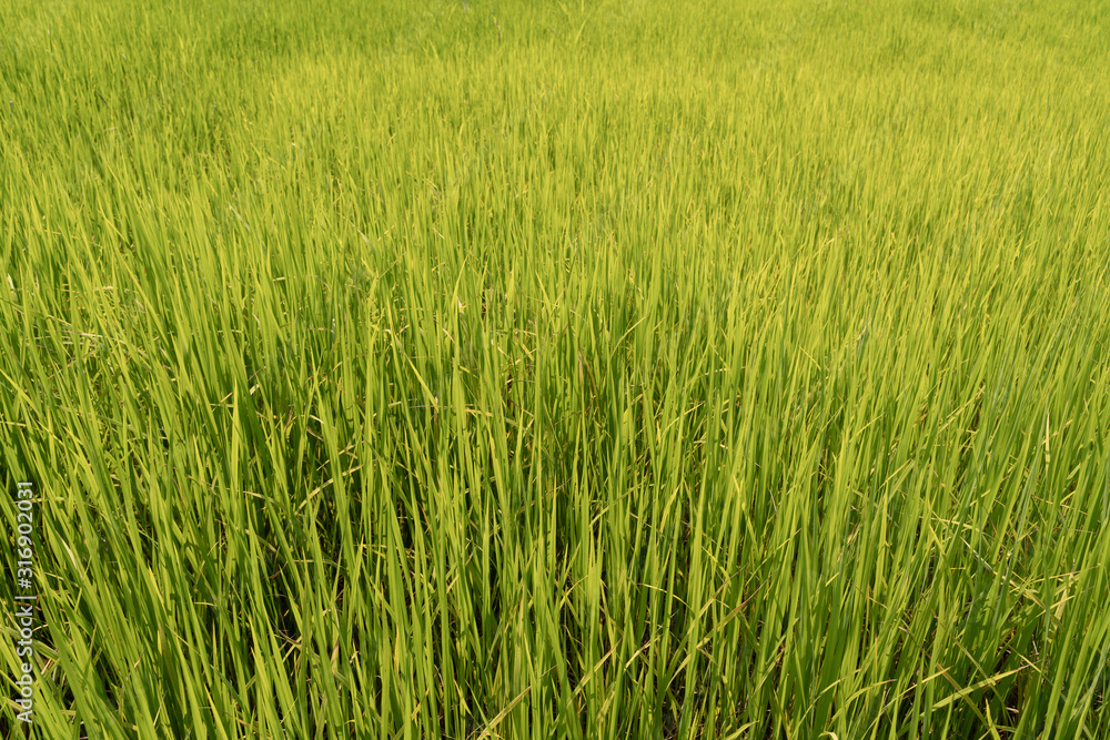 Green rice field Green rice field