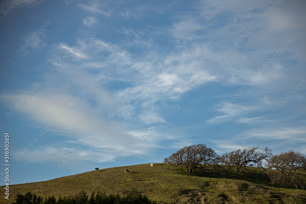 landscape with blue sky, clouds and cows