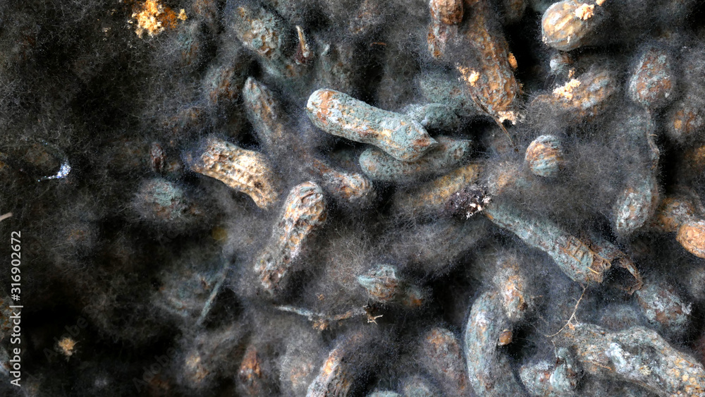 black fungus in a peanut shell, moss yeast black fungus in a peanut shell, moss yeast