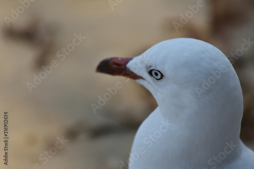 close up seagull in shade