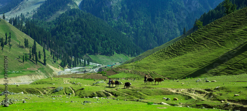 Beautiful landscape view of Sonamarg in Thajiwas park in Jammu and Kashmir, India photo